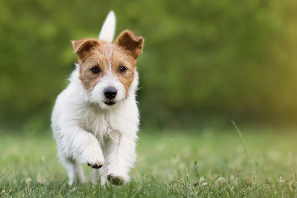 Kleiner Hund rennt auf spielerische Art und Weise auf Wiese Richtung Kamera