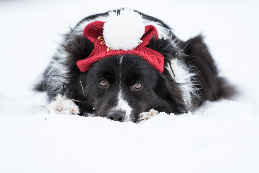 Hund liegt im Schnee mit Wintermütze auf dem Kopf