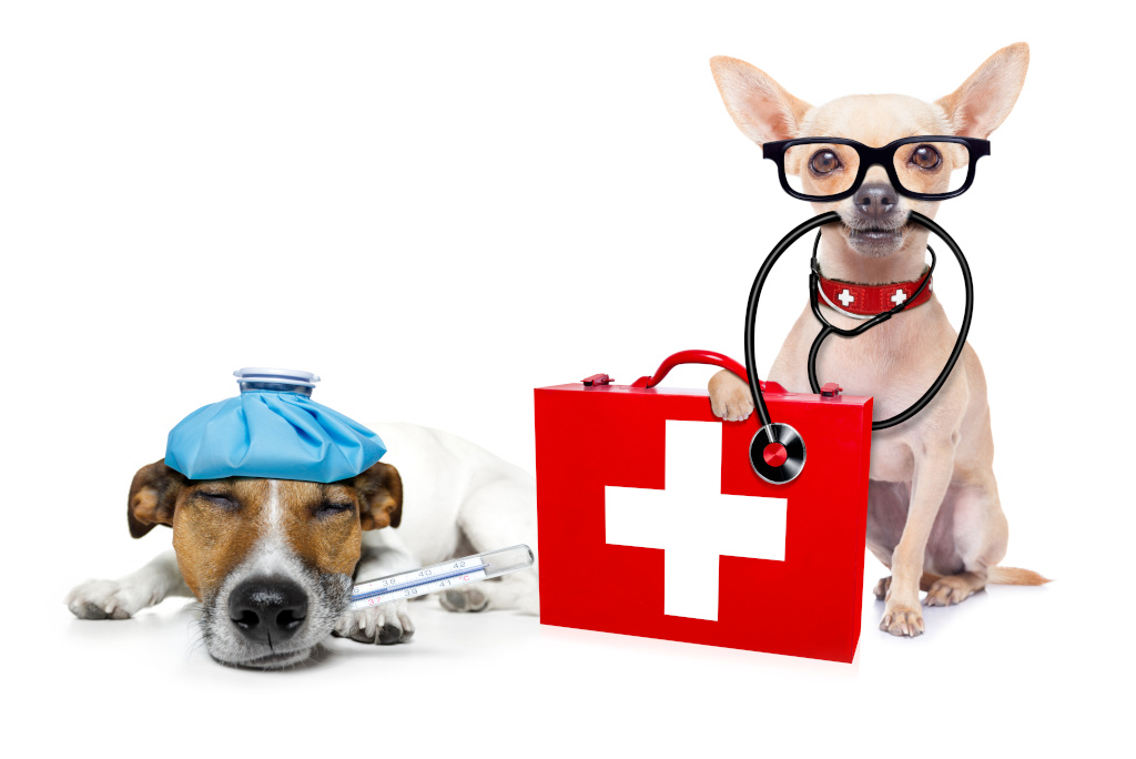 Erste Hilfe-Koffer mit zwei Hunden daneben, ein Hund hat ein Stethoskop im Mund und der andere ein Thermometer