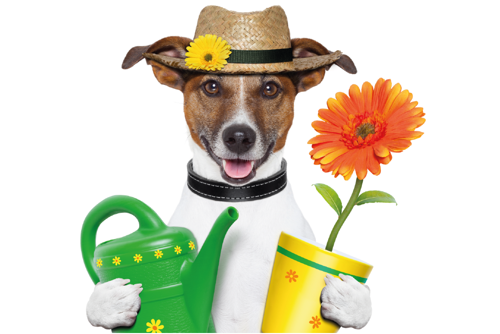 Hund mit einer Blume und einer Gießkanne und den Pfoten mit Strohhut auf dem Kopf