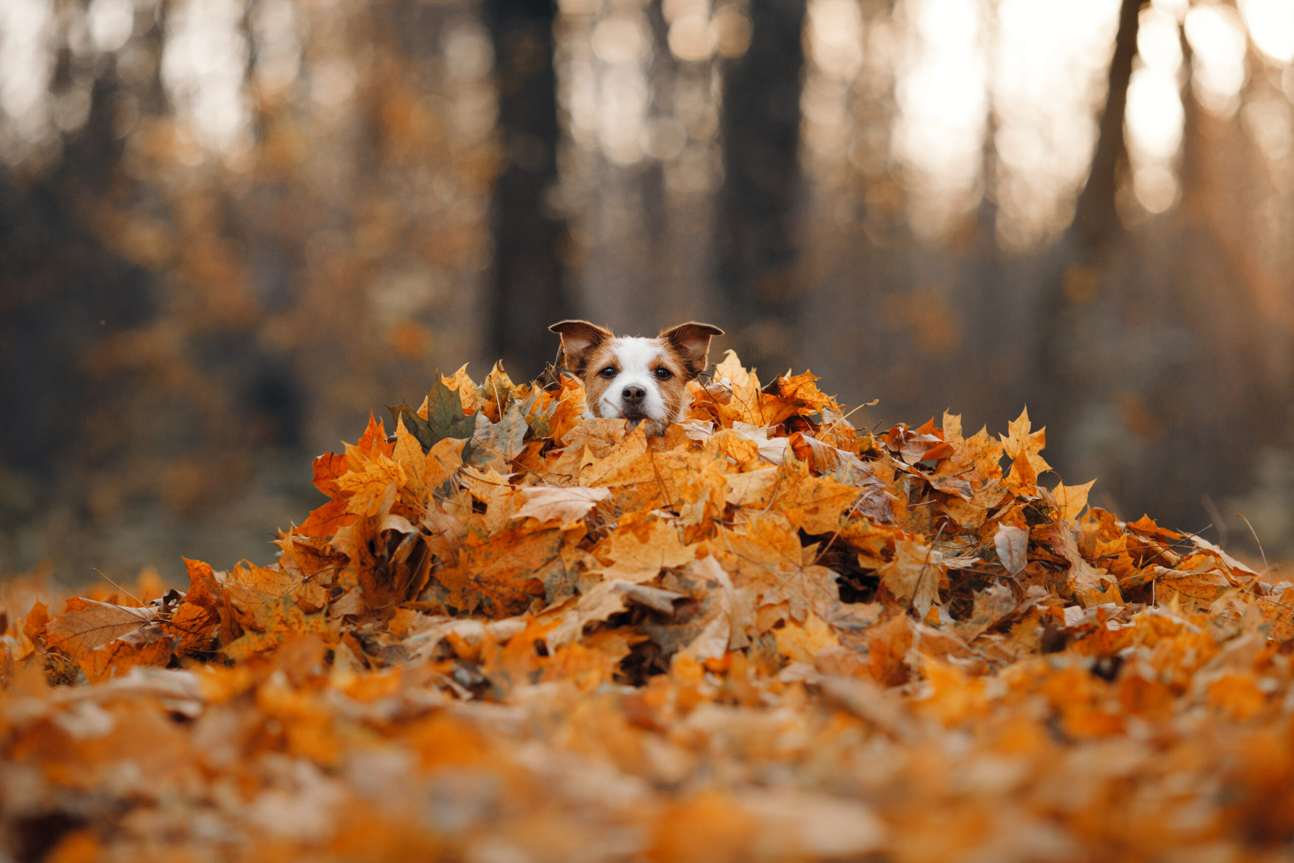 Hund in herbstlichen Blätterhaufen