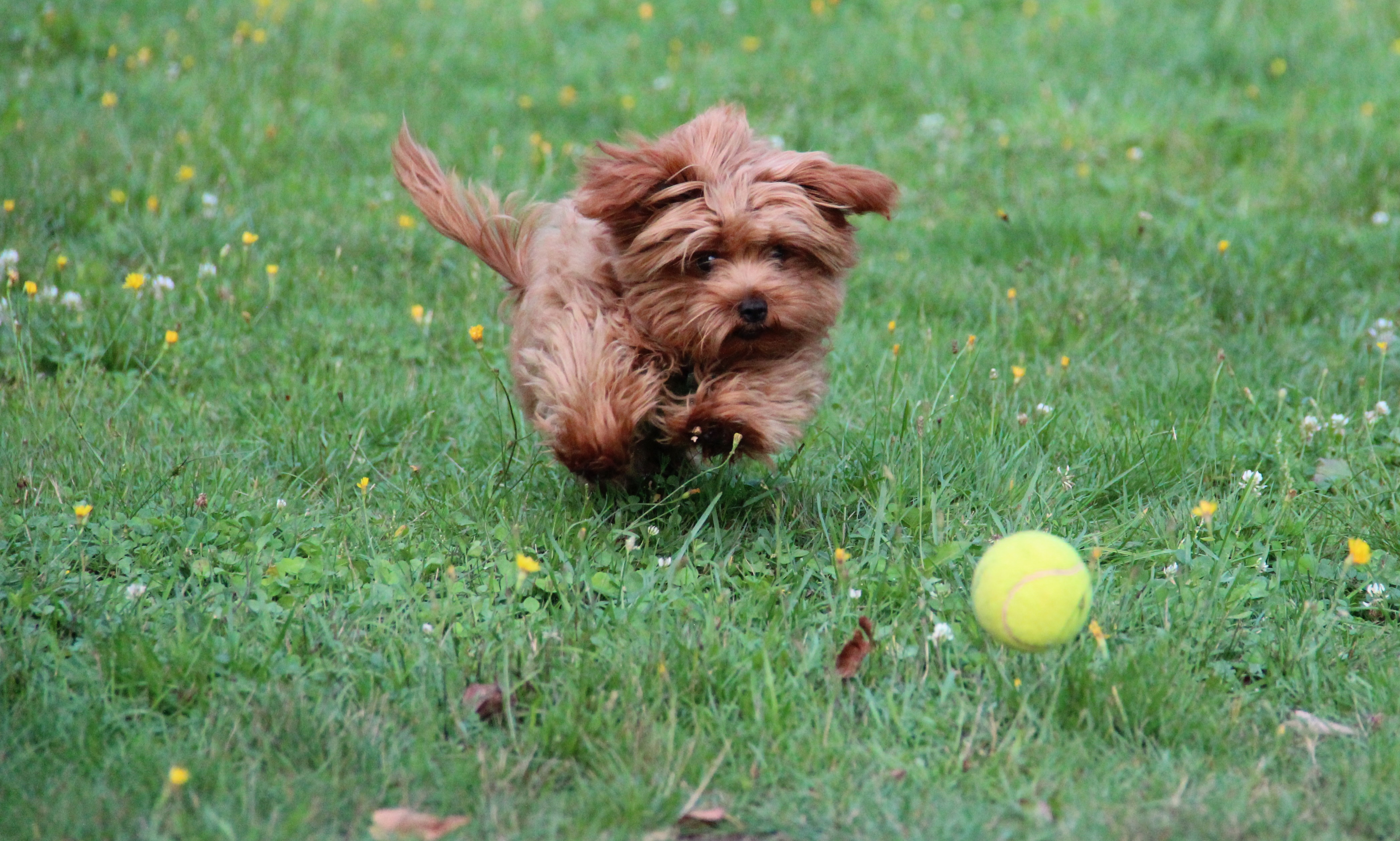 Kleine Hund rennt auf Tennisball zu
