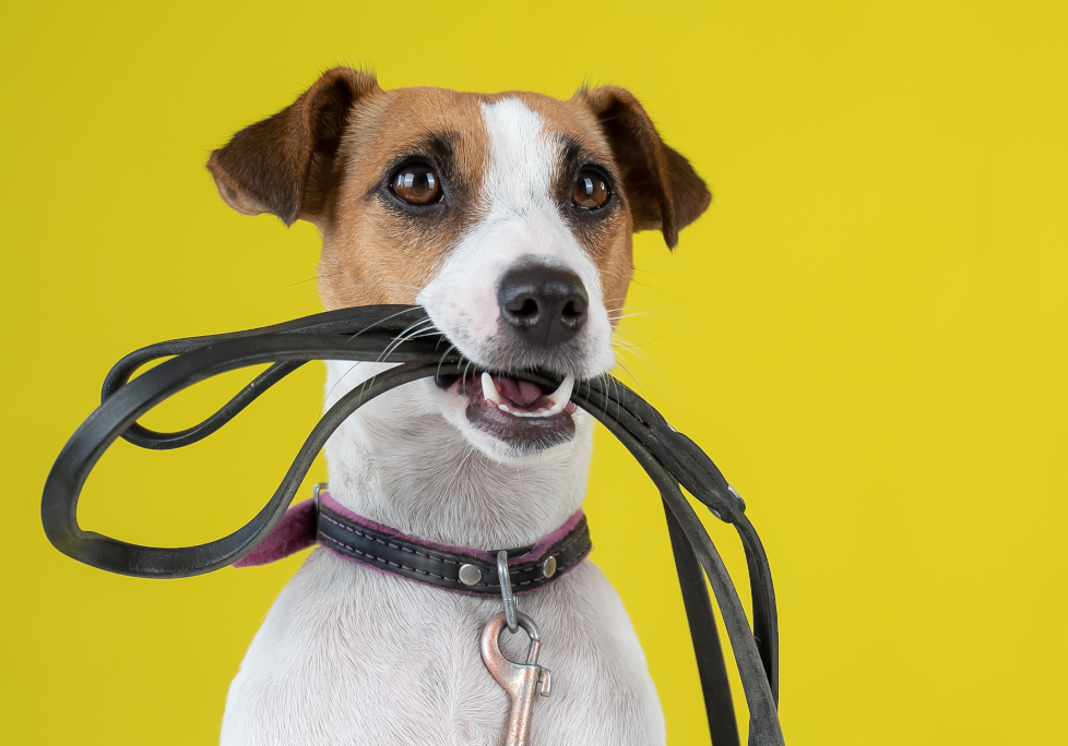 Dog with leash and yellow background