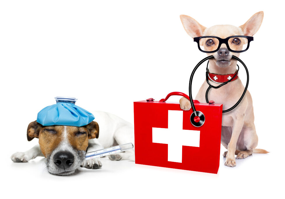Erste Hilfe-Koffer mit zwei Hunden daneben, ein Hund hat ein Stethoskop im Mund und der andere ein Thermometer