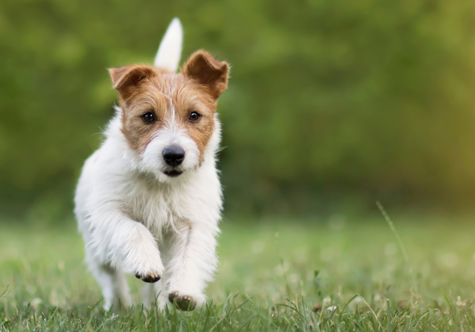 Kleiner Hund rennt auf spielerische Art und Weise auf Wiese Richtung Kamera