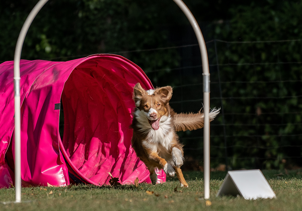 Hoopers_1024x684 Hund rennt durch einen Bogen und im Hintergrund ist ein Hundetunnel zu sehen
